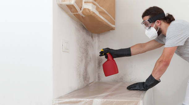 Professional Black Mold Removal technician working in Woodland, NC