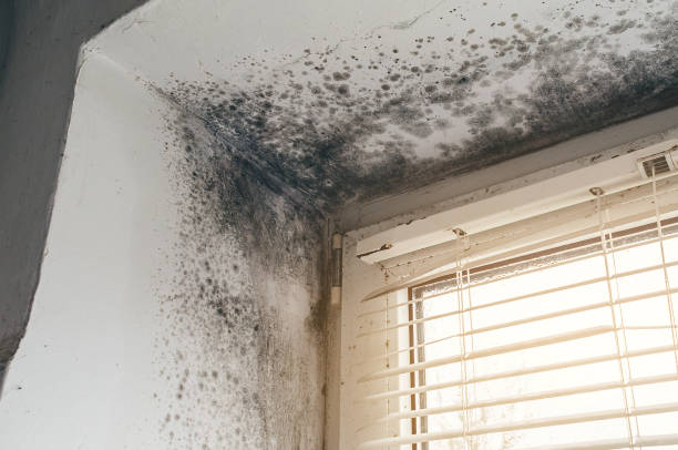 Trusted Commercial Mold Remediation service in Woodland, NC - Cheap Mold Removal